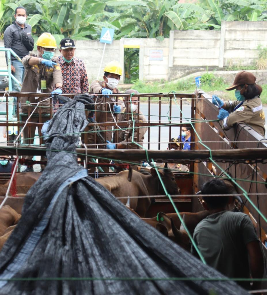 Lalulintas Pengiriman Hewan Meningkat Tajam di Pelabuhan Merak