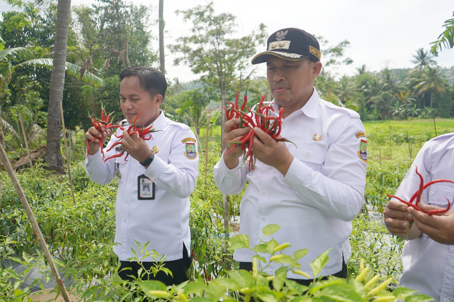 Kecamatan Purwakarta-Cilegon Didorong Jadi Kawasan Argowisata