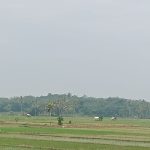 Pajak Sawah di Kabupaten Lebak Dihapus