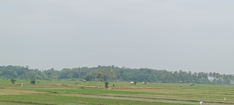 Pajak Sawah di Kabupaten Lebak Dihapus